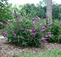 Drought Resistant Plants - Buddleja davidii -Butterfly Bush. Pretty purplish flowers spiking from luscious green. 